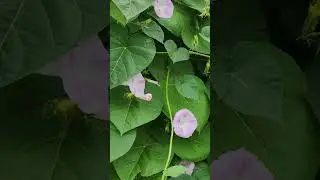 Ипомея (Ipomoea).🤩 #flowerworld #цветы #flowers