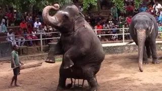 Elephant dance at Dehiwala zoo | Animal Dance | Elephant video | Wildlife