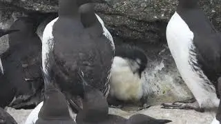 Common murre jumpling - 2025-20