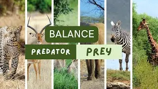 The Balance of Predator and Prey in Nature