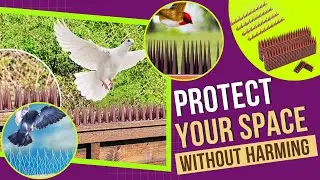 Best Bird Spikes For Small Birds - Protecting Your Space Without Harm