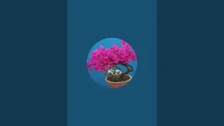 nepali bonsai lover is live
