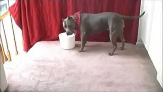 SIN THE SMARTEST PIT BULL
