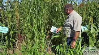 Piper Sudan Grass - Test Plots 2019