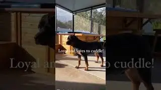 #rottie #rottweiler #rottweilertraining #rottweilers