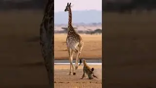 Giraffe Struggles as Hyenas Grab Its Tail 🦒⚠️ Epic Wildlife Battle #wildlife #nature #animals