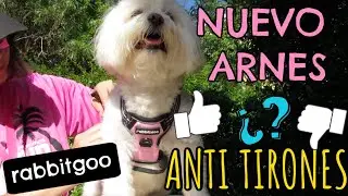 Probando Nuevo Arnes ANTI TIRONES para mi Perro, RABBITGOO I Lorentix