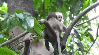 There is nothing kettle when the monkey is in the cheese with the baby
