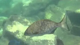 Galaxy S6 Active - Best underwater footage I've ever captured!