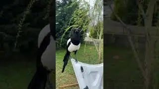 Oiseaux:  ma pie qui parle  truc de fou