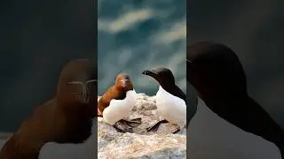 The 