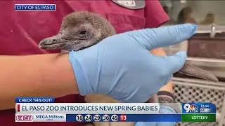 El Paso Zoo introduces new spring babies