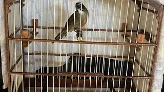 Erros que vc comete na hora de amansar seu trinca ferro mansarrão