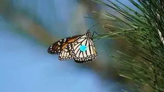Monarch Butterfly Sanctuary, Pacific Grove, Monterey County, CA