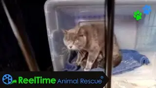 Weekly Deep Cleaning, and New Kittens | Oregon Coast Small Animal Rescue