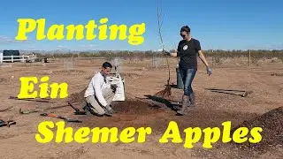 Planting Bare Root Apple Trees | Ein Shemer Apple