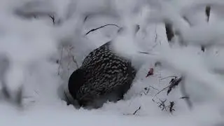 Кедровка (лат.  Nucifraga caryocatactes)