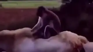 day bad no banana find