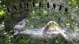 Blue-faced Honeyeaters and Noisy Miners in late arvo splash up.