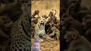 Group of Monkeys 🐒🐒 attacked on cheetah 🐆 to rescue baby monkey 🐵💪#animals #shorts #shortsfeed