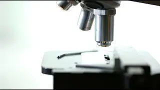 Scientist Using a Lab Microscope - Free Stock Video Download - Free Stock Video Footage