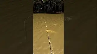 O MAIOR TUCUNAR&Eacute; DA PESCARIA, &Eacute; O QUE DIZEM... #pinima #tucunare