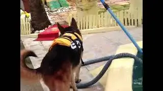 K9 IN ACTION