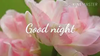 whatsapp status images with good night flower images photos pics download now