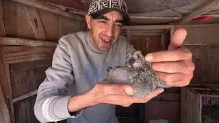 الحمد لله جتني حمامة من ولاد جرار 🥳 توليعة ومعلومات+الجلبانة والنتائج ههههه 🥳🫡😎#الحمام_الزاجل