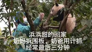 1.23月亮产房收猫记...几个月的浜浜甜爬上大树，奶妈哄不下来只有拆除围板，奶爸用长梯接，小家伙还和奶爸对打，最后三分钟超级精彩