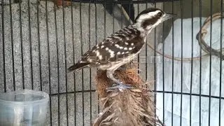 pancingan pelatuk sampit atau pelatuk beras gacor cocok untuk burung bahan