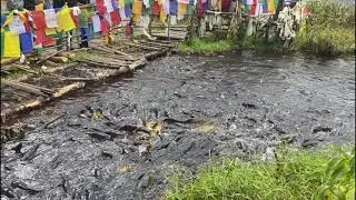 Tempting Fishes | West Sikkim Khechuperi Lake