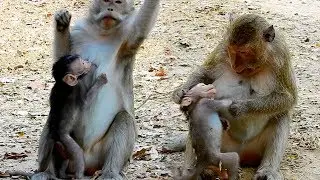 Never seen before!! Blacky change mood wean baby Bevin too hard, Pity Bevin break heart cuz mom wean