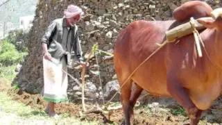 يحي فرج مشتاق قلبي ألا