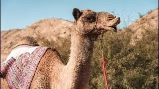 Photo Duel #33: Camels & Urbex Adventures