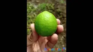 Lemon Export From India | GoodsPlane