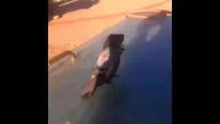 bird with two head