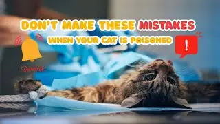 🐱Cat Emergency: Proper Poison Response & What Never to Try