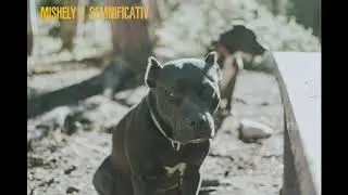 Mishely - Semnificativ