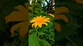 Nature Cinematic Video | Cinematik Alam | Aesthetic | #cinematic30detik #storywa #shortvideo