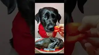 RICH DOG #ep4