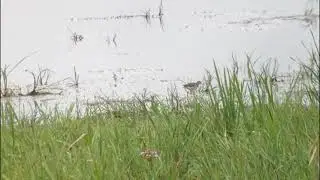 Wood Sandpiper, Ouse Washes RSPB, Cambridgeshire, 13/7/14