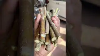 Don&rsquo;t Throw It! Grow Arali from Cuttings Like This