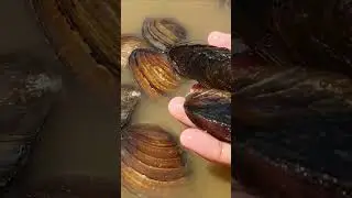 catching hundreds of them is so enjoyable