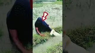 The Bird Strikes Back: Man Gets More Than He Bargained For! #birds #attack #shorts #human