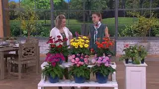 Roberta's 3-Piece Pretty Sweet Hardy Gerber Daisies on QVC