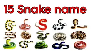 20 सांपों के नाम Learn Snakes Names in English | Wildlife Educational Video