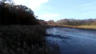 Marshy point