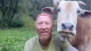 Socializing with cows in the meadows at Rali Dhar on way to Chaurasi pass in Chamba valley