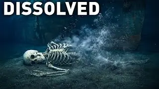 The 